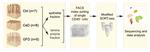 Single cell transcriptomic analysis of the immune cell compartment in the human small intestine and in Celiac disease