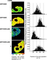 Ligand binding shifts highly mobile retinoid X receptor to the chromatin-bound state in a coactivator-dependent manner, as revealed by single-cell imaging