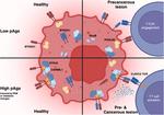 Sensitivity to Vg9Vδ2TCR T cells is imprinted after single mutations during early oncogenesis