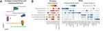 Antiviral responses induced by Tdap-IPV vaccination are associated with persistent humoral immunity to Bordetella pertussis