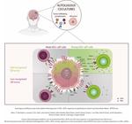 Autologous profiling reveals inter-patient heterogeneity in Vδ2+γδTIL responses to glioblastoma driven by extracellular matrix-BTN3A axis