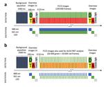 Simultaneous mapping of molecular proximity and comobility reveals agonist-enhanced dimerization and DNA binding of nuclear receptors