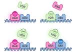 Agonist-controlled competition of RAR and VDR nuclear receptors for heterodimerization with RXR is manifested in their DNA-binding