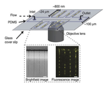 Measuring In Vivo Protein Dynamics Throughout the Cell Cycle Using Microfluidics